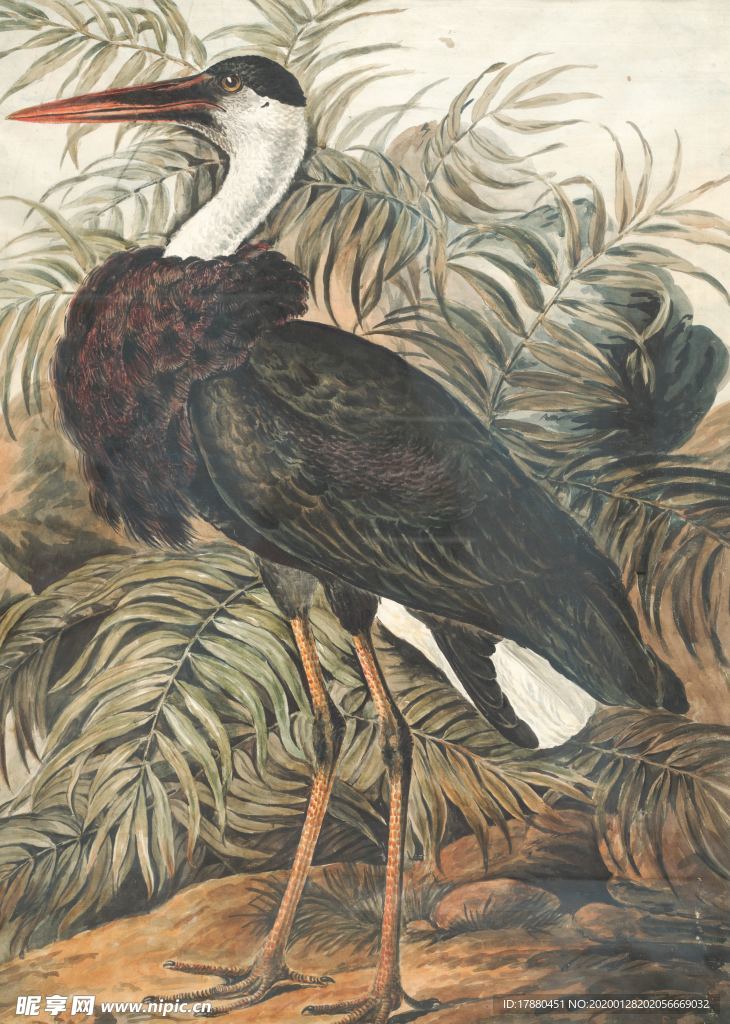 鸟类工笔画