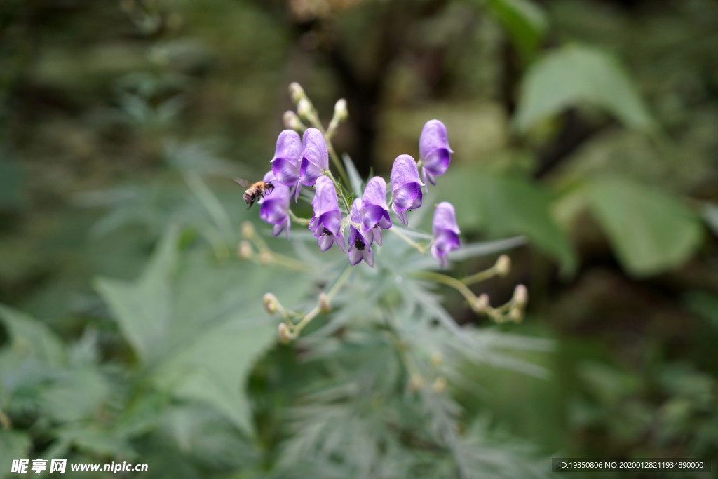 盛开的花朵和蜜蜂