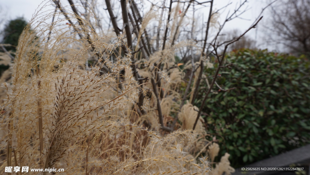 植物