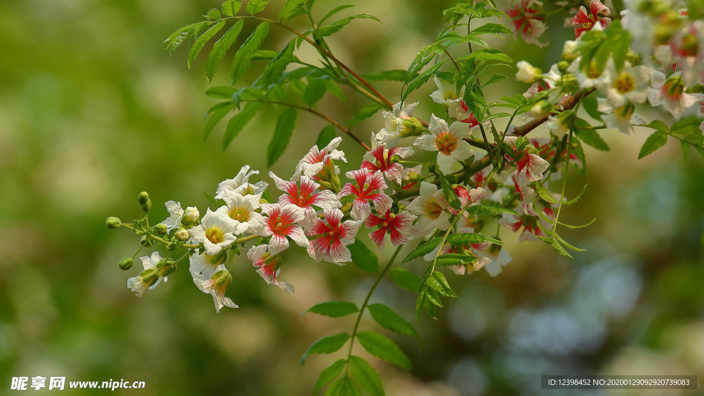文冠果花