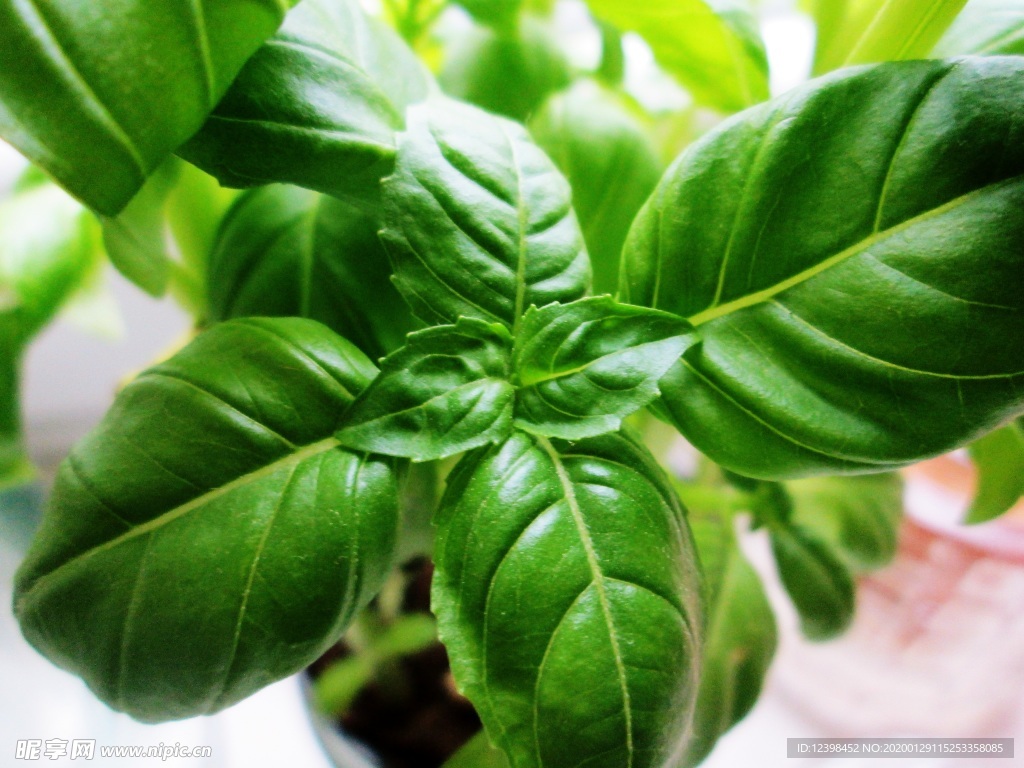 罗勒药食植物摄影