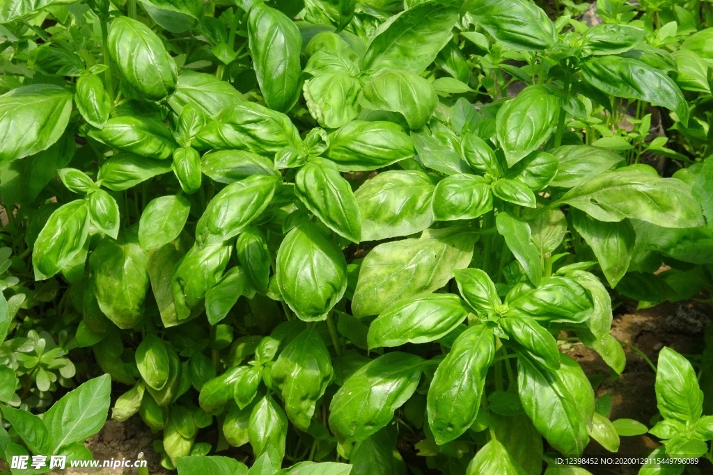 罗勒药食植物摄影