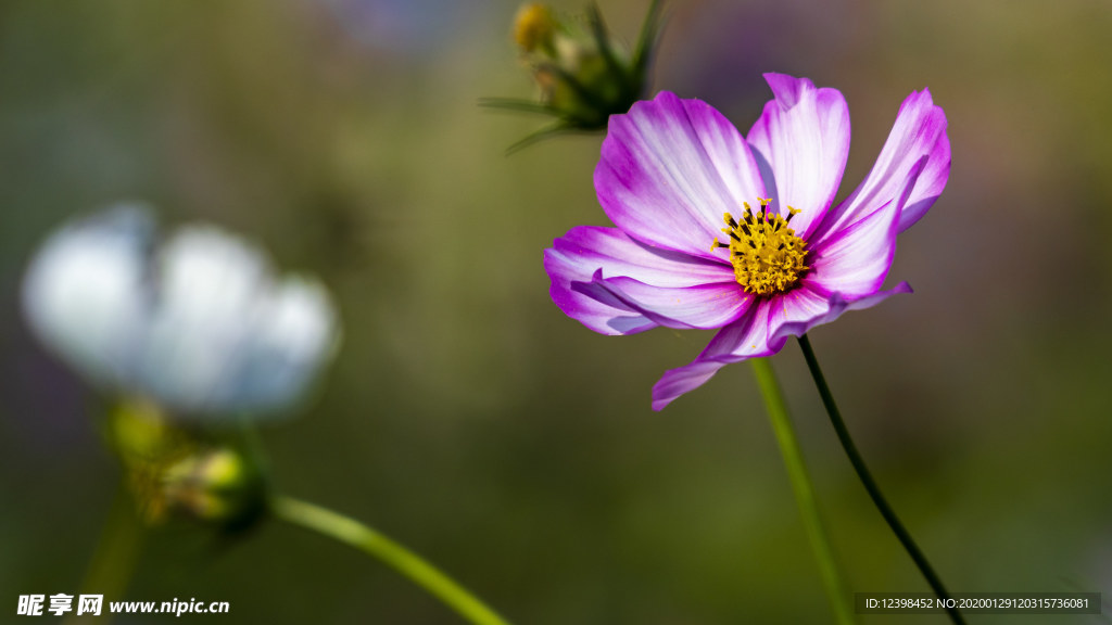 格桑花