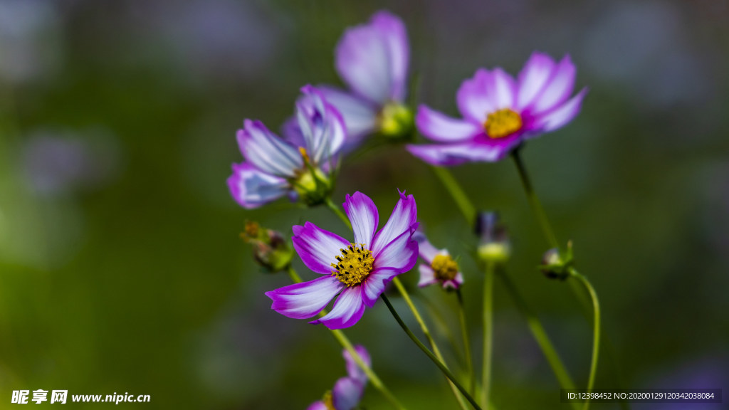 格桑花