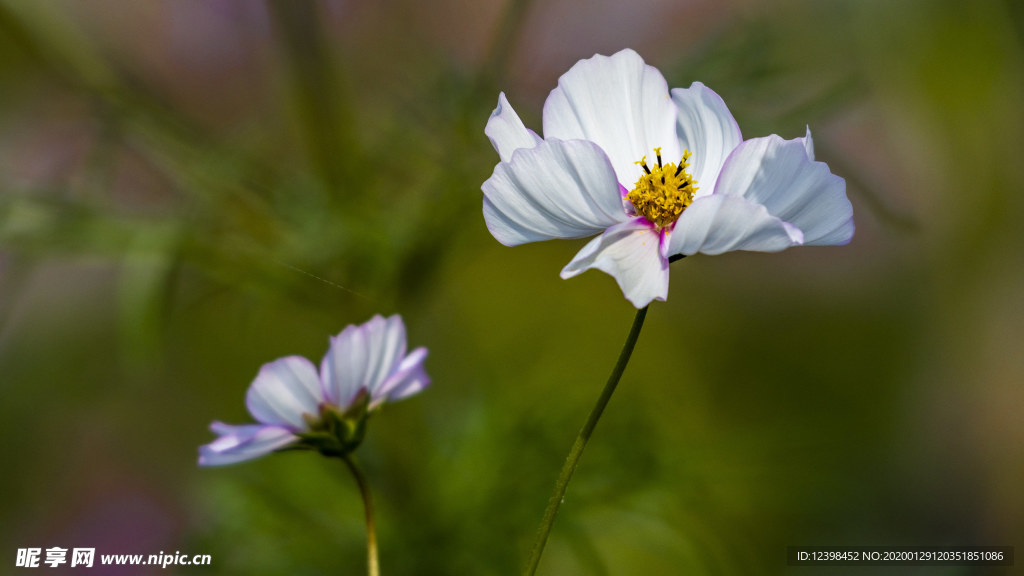 格桑花