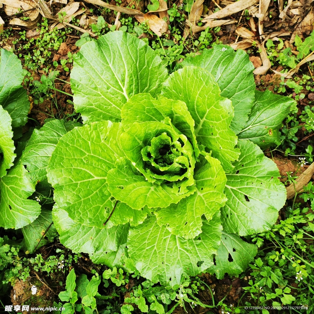 翠绿的大白菜