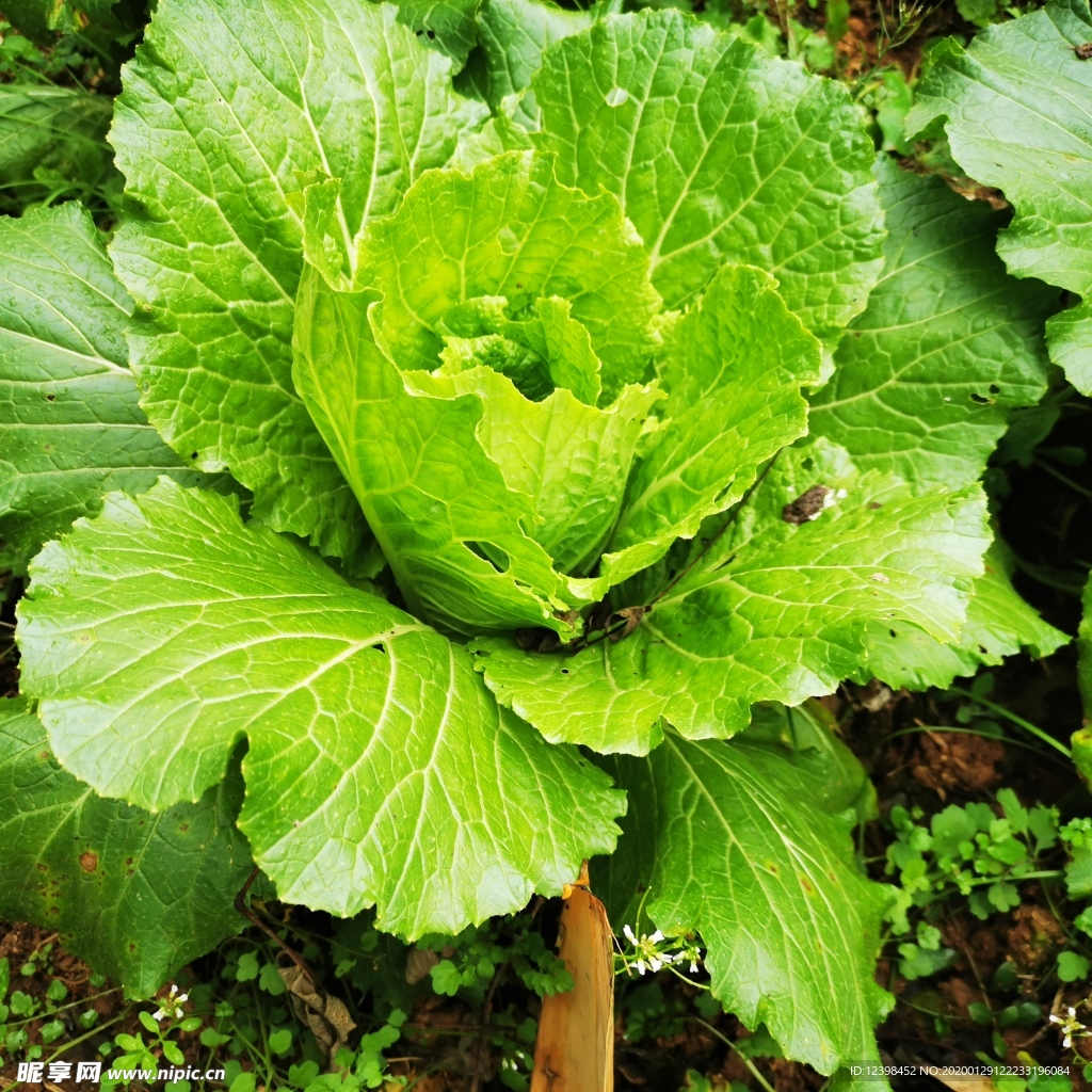 翠绿的大白菜