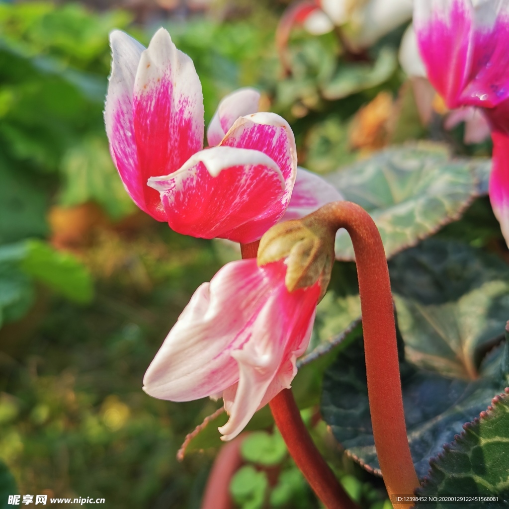 仙客来花卉摄影美图