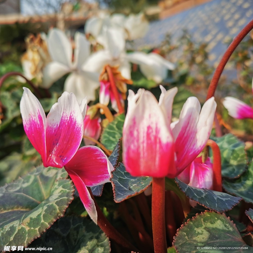 仙客来花卉摄影美图