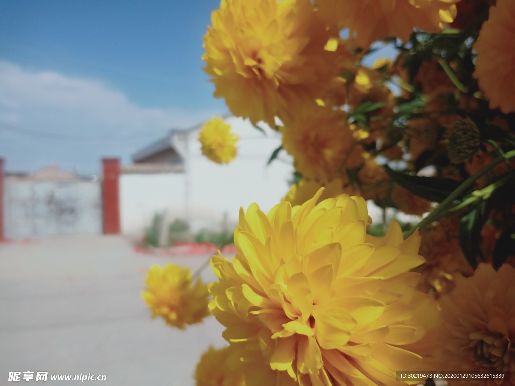 菊花空间背景 图