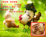 戒杀 放生 吃素 念佛