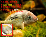 戒杀放生吃素念佛