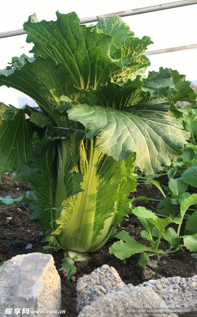 菜地