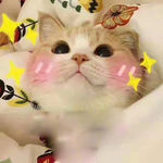 猫咪