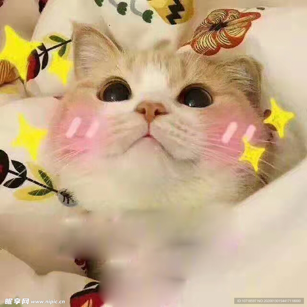 猫咪