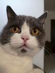 猫咪
