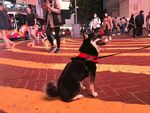 黑狗