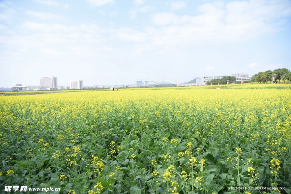 油菜花