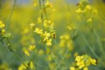 油菜花