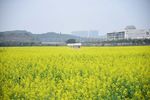 油菜花