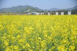 油菜花