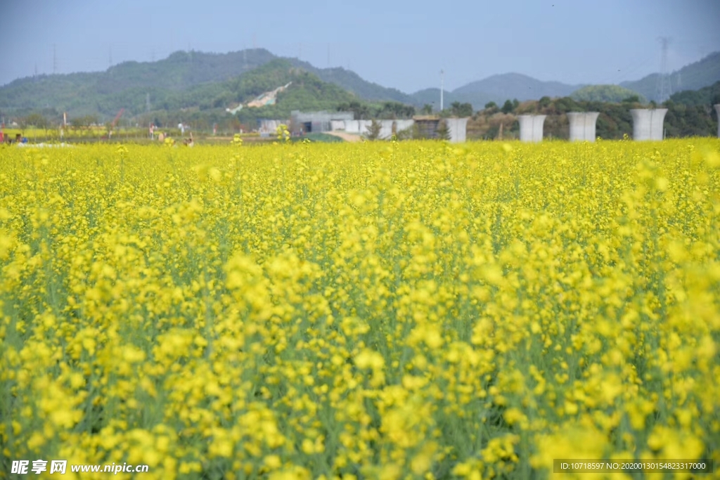 油菜花