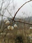 花卉