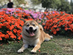 狗狗