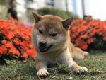 狗