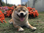 狗狗