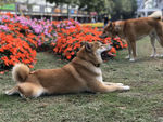 狗狗