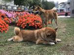 狗狗