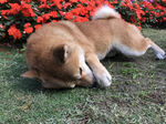 狗狗
