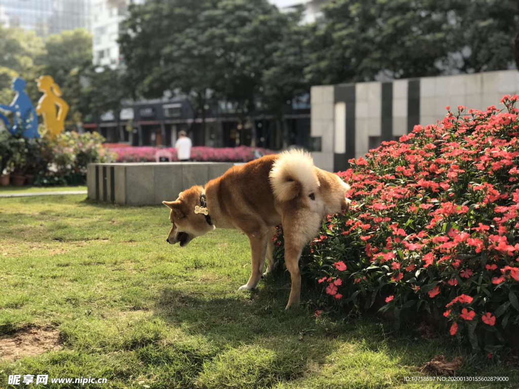 狗狗