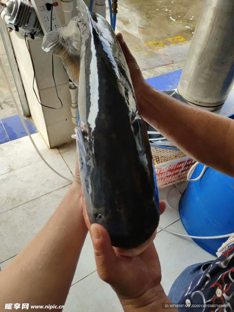 活鱼