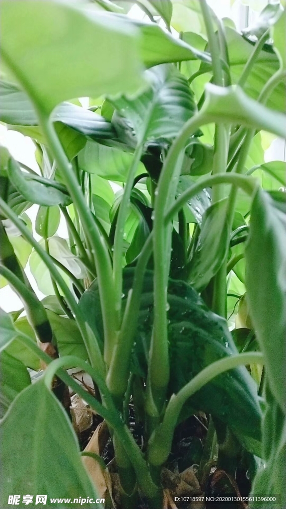 花卉