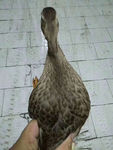鸭子