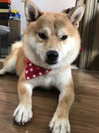 狗狗