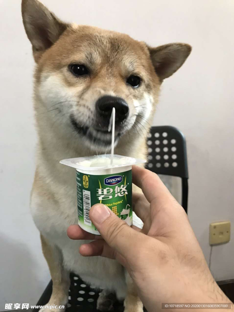 狗狗