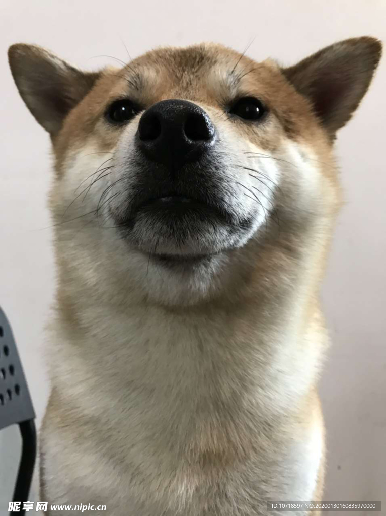狗狗