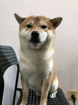 狗狗