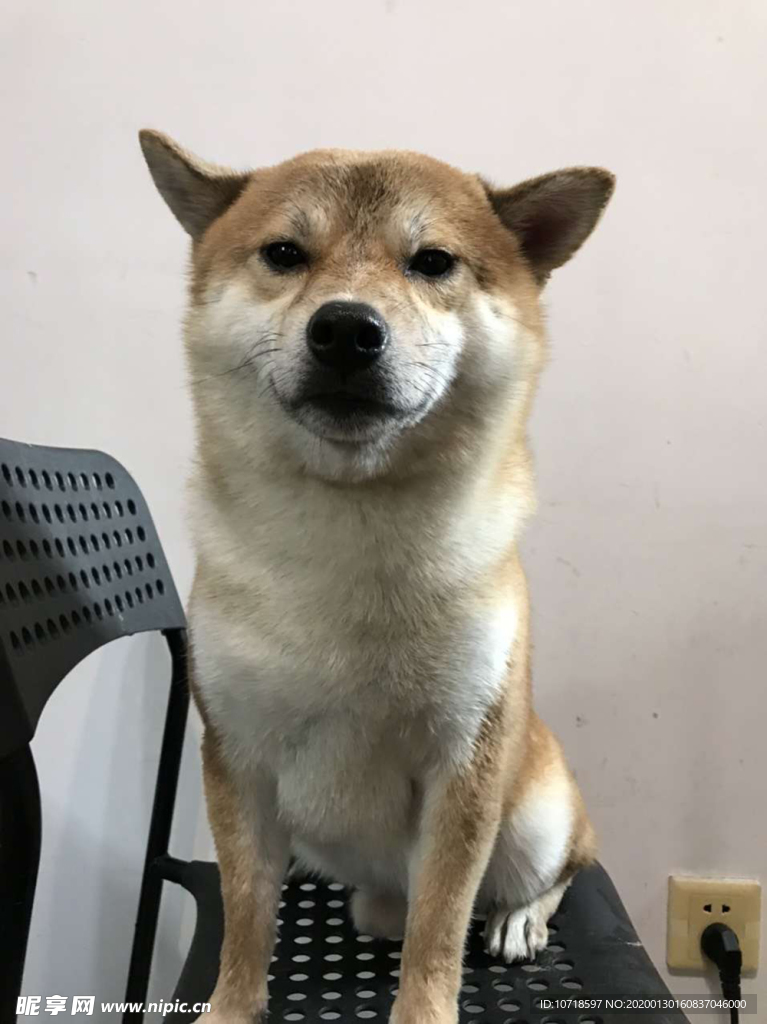 狗狗