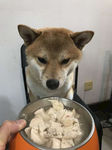 狗狗