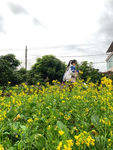 油菜花