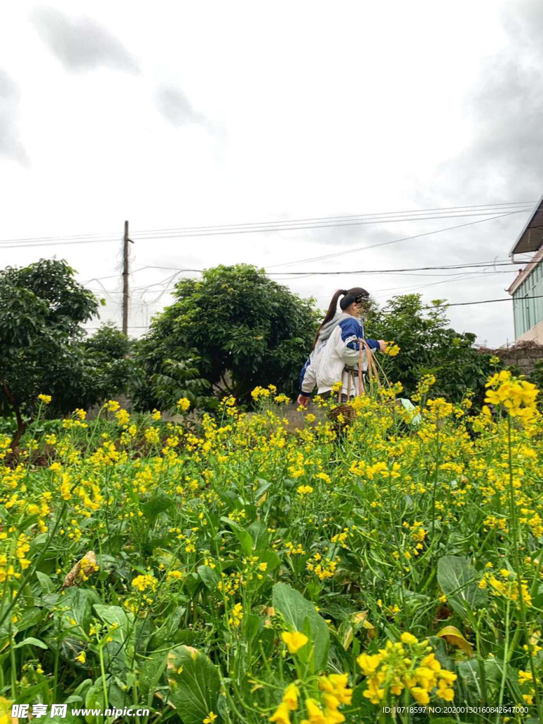 油菜花