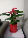 鲜花