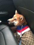 狗