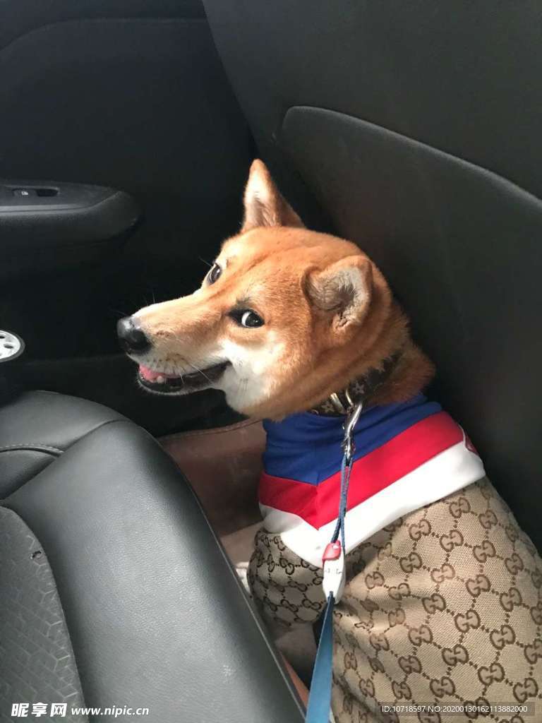狗
