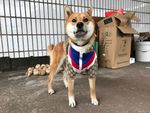 狗狗