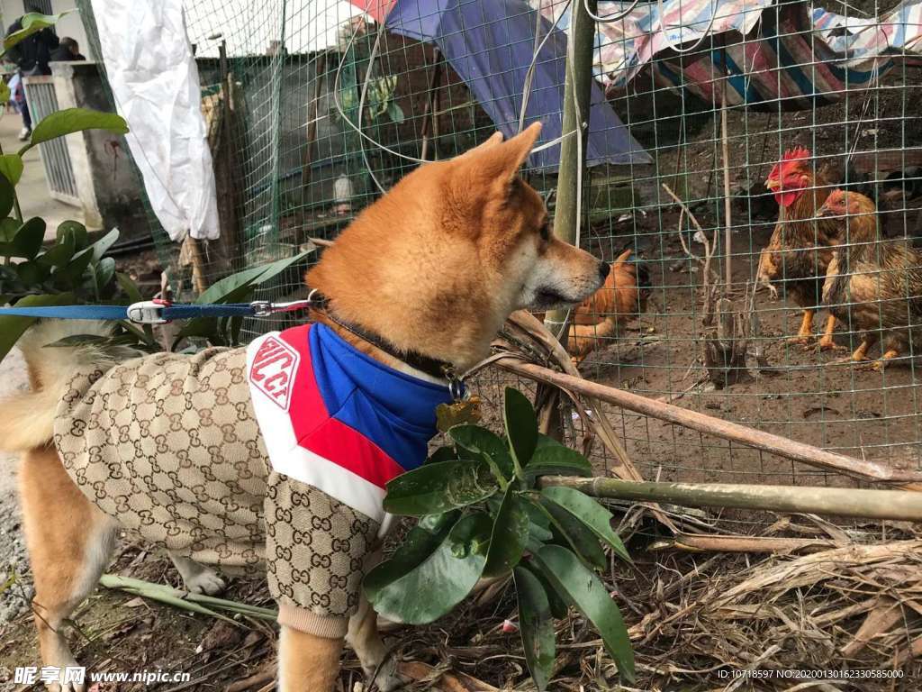 狗狗